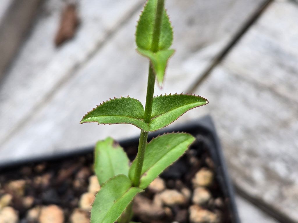 Penstemon subserratus