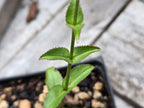 Penstemon subserratus
