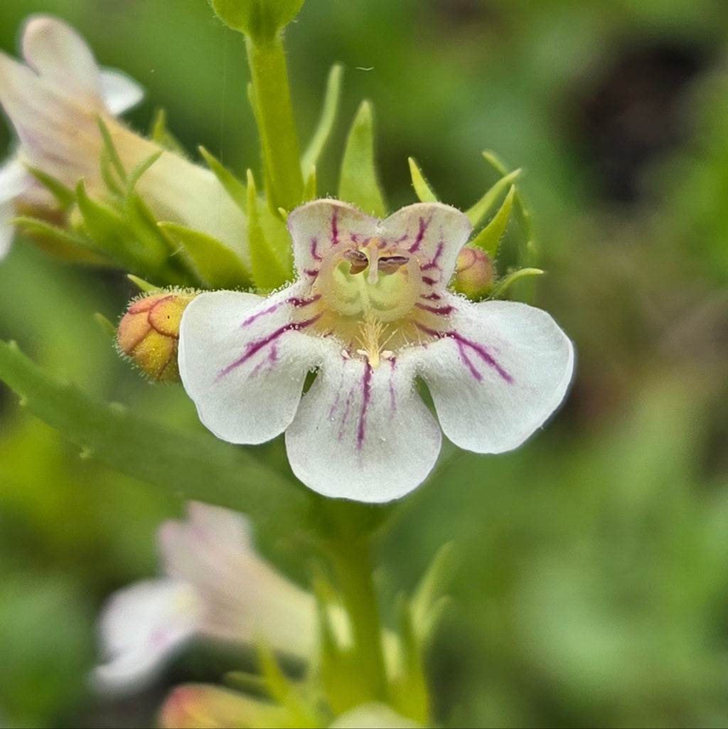 Penstemon deustus