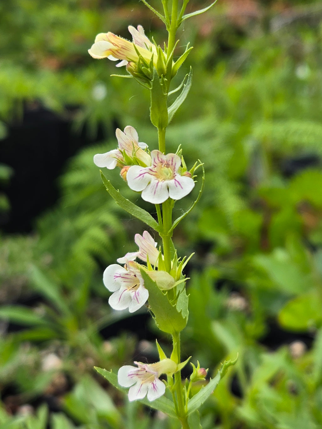 Penstemon deustus