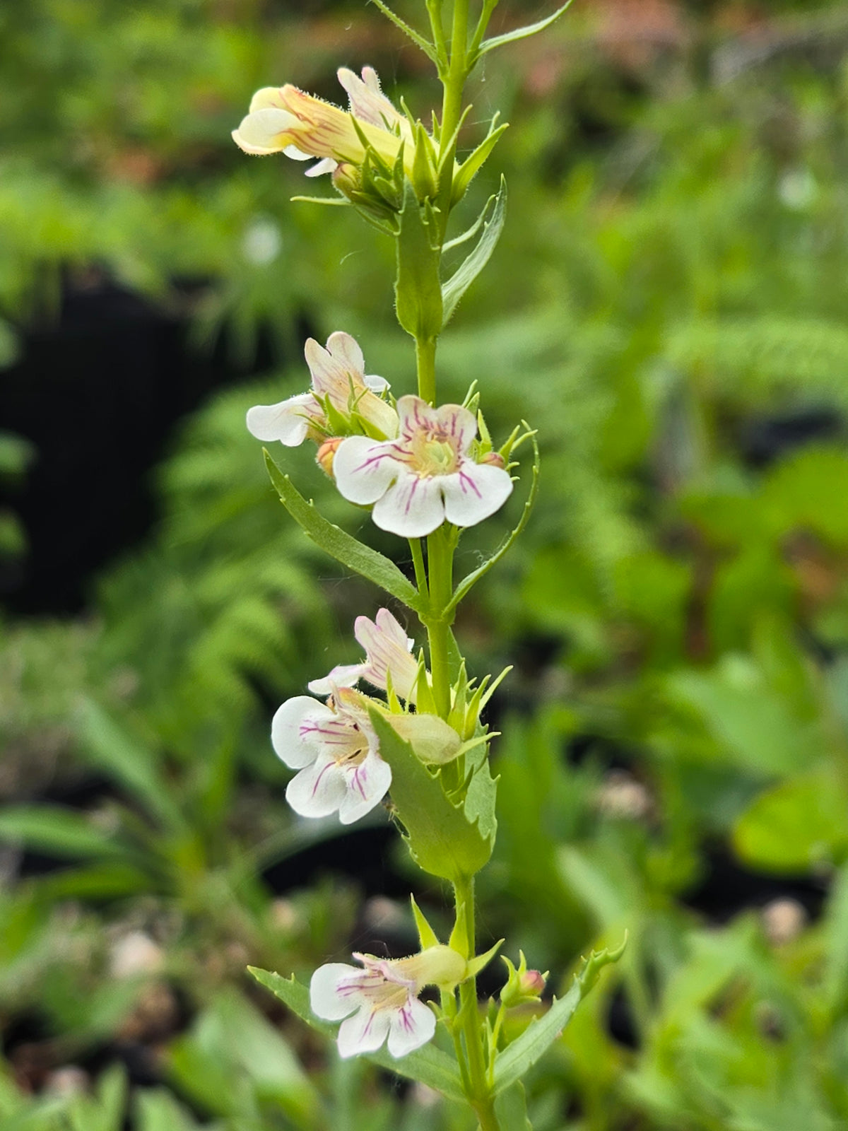 Penstemon deustus