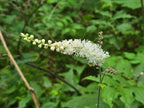 Actaea elata
