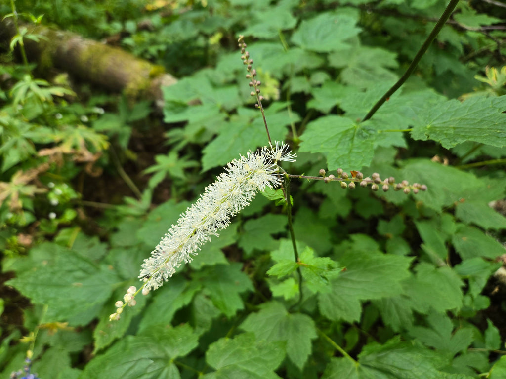 Actaea elata