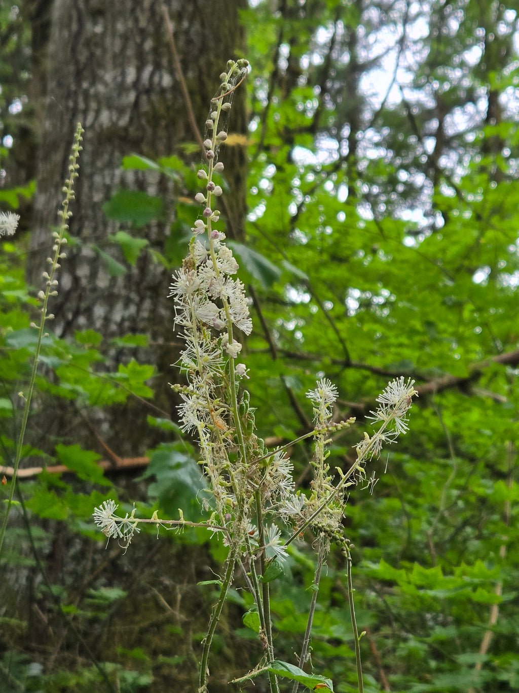 Actaea elata