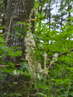 Actaea elata