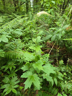 Actaea elata