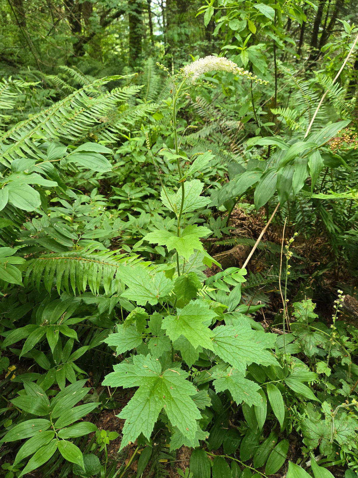 Actaea elata
