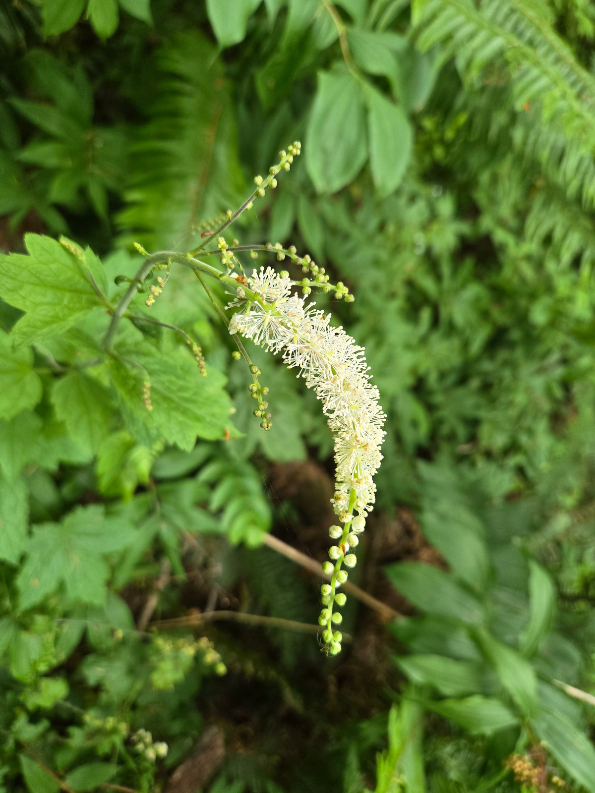 Actaea elata