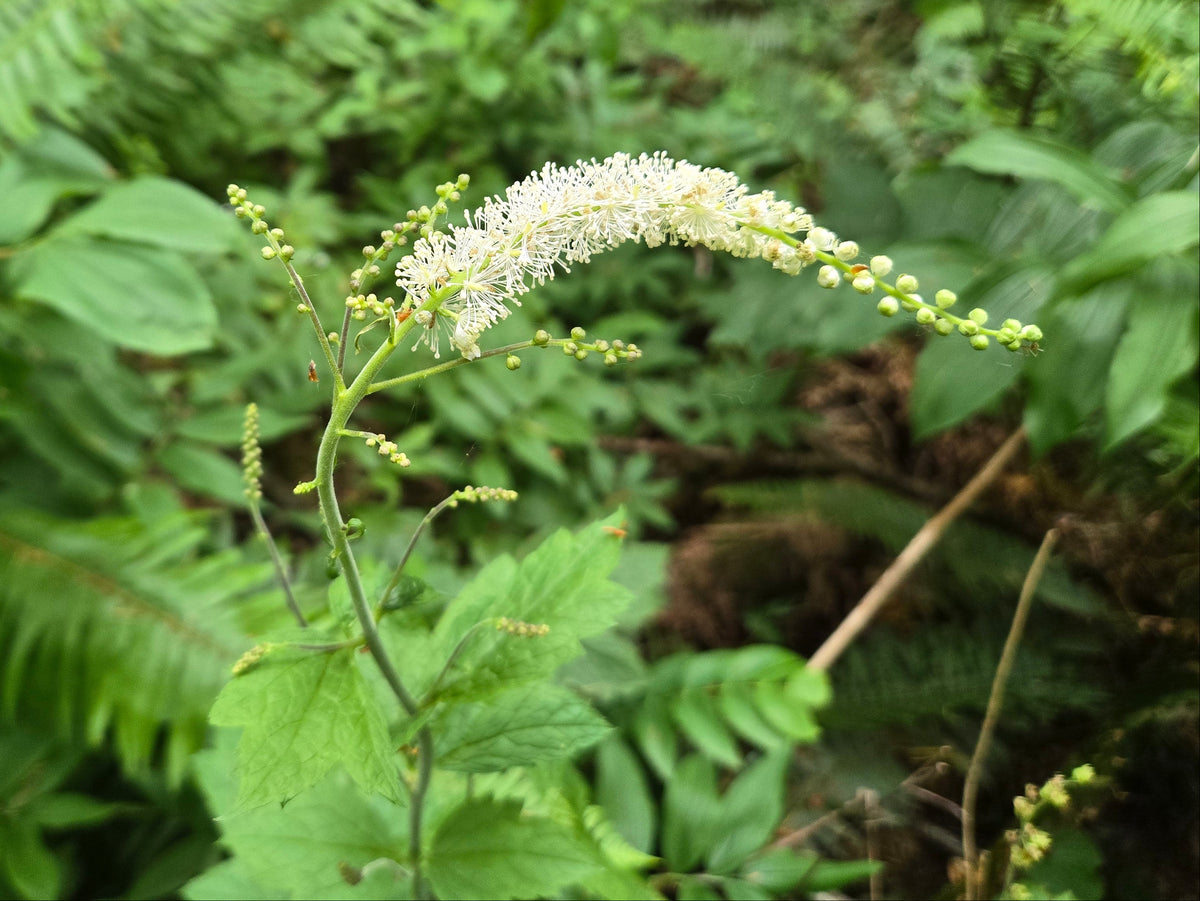 Actaea elata