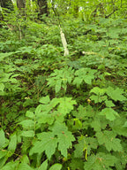 Actaea elata