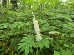 Actaea elata
