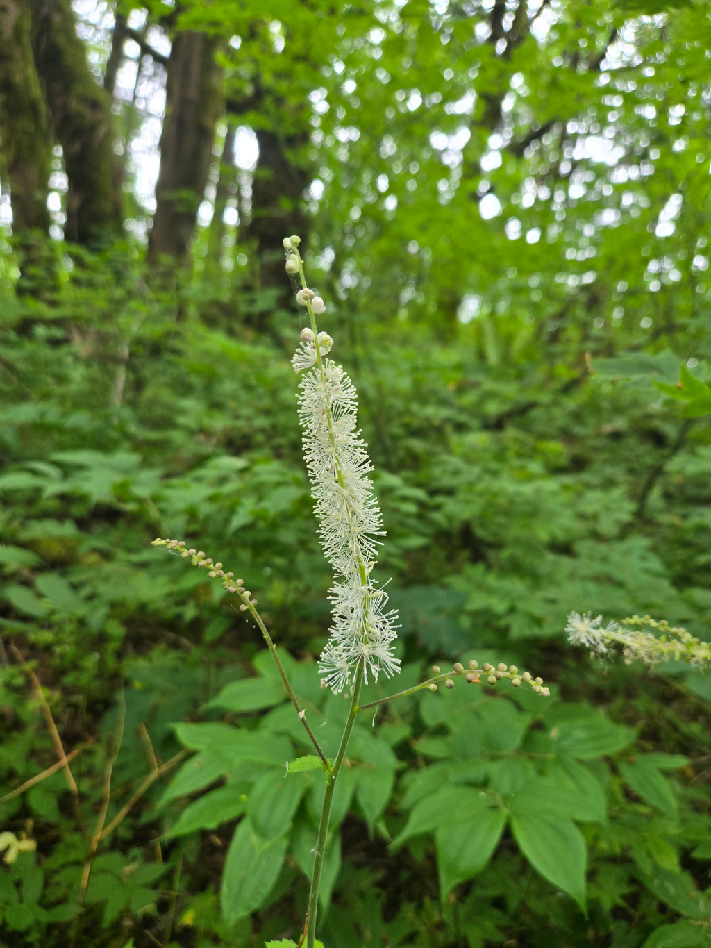 Actaea elata