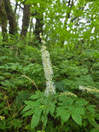 Actaea elata