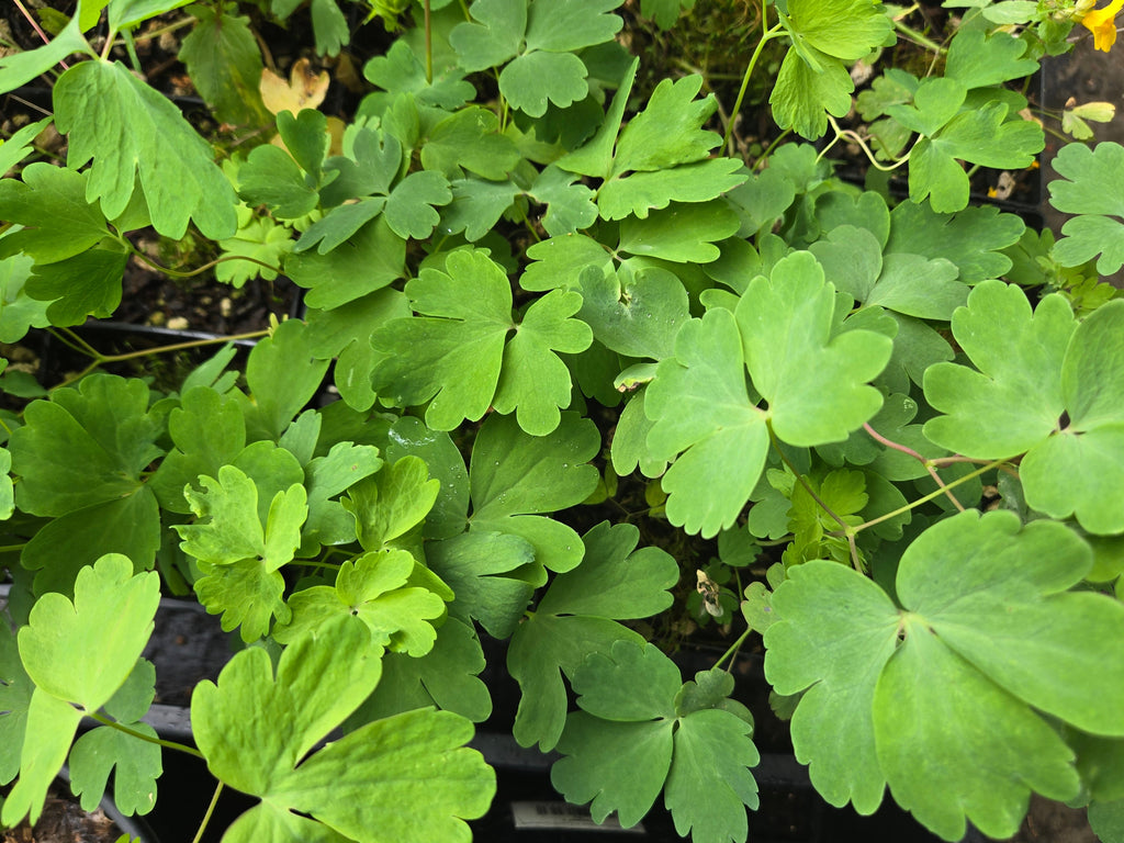 Aquilegia formosa
