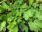 Aquilegia formosa