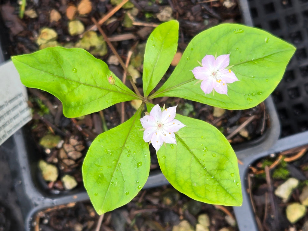Lysimachia latifolia