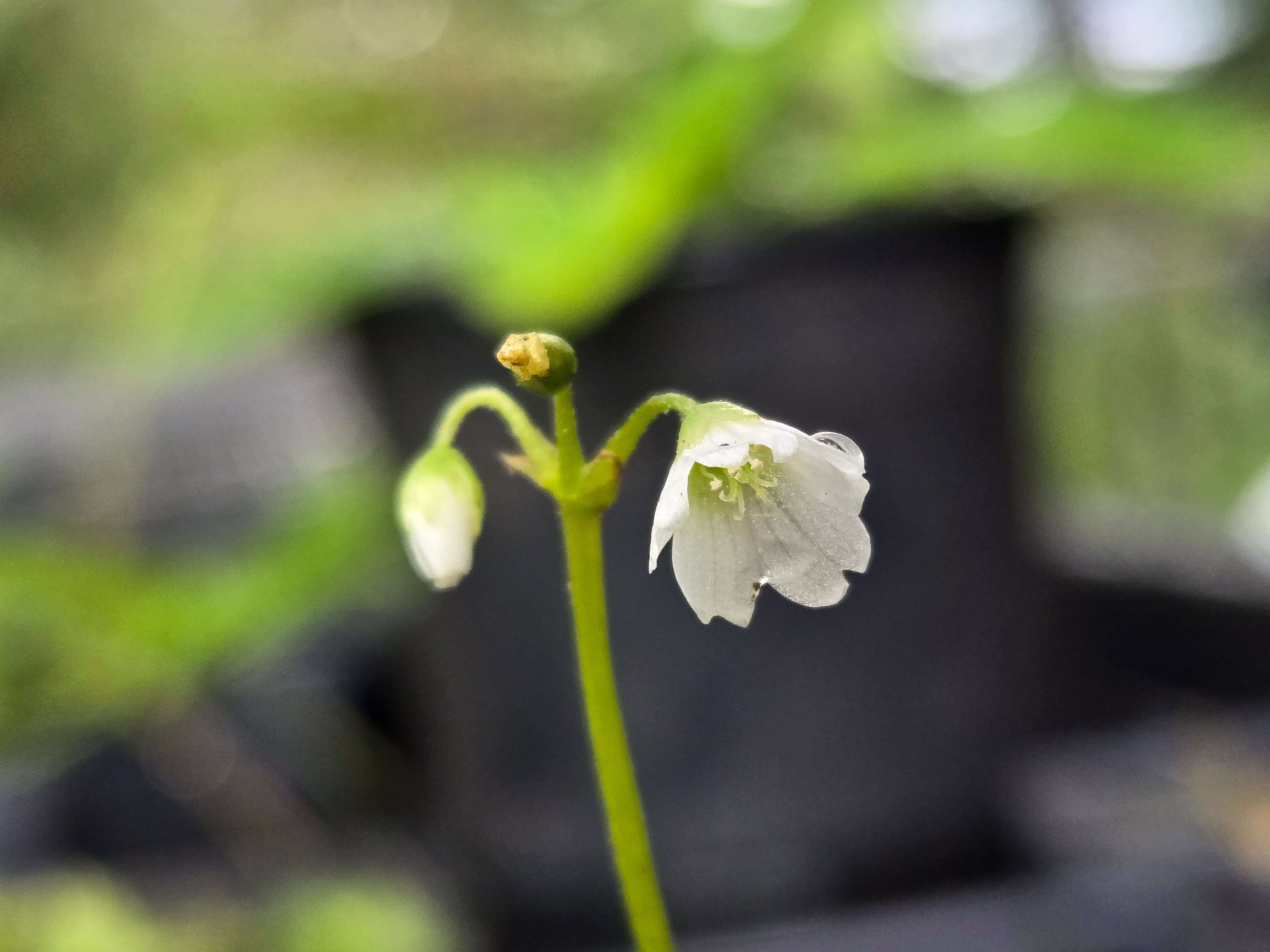 Oxalis trilliifolia