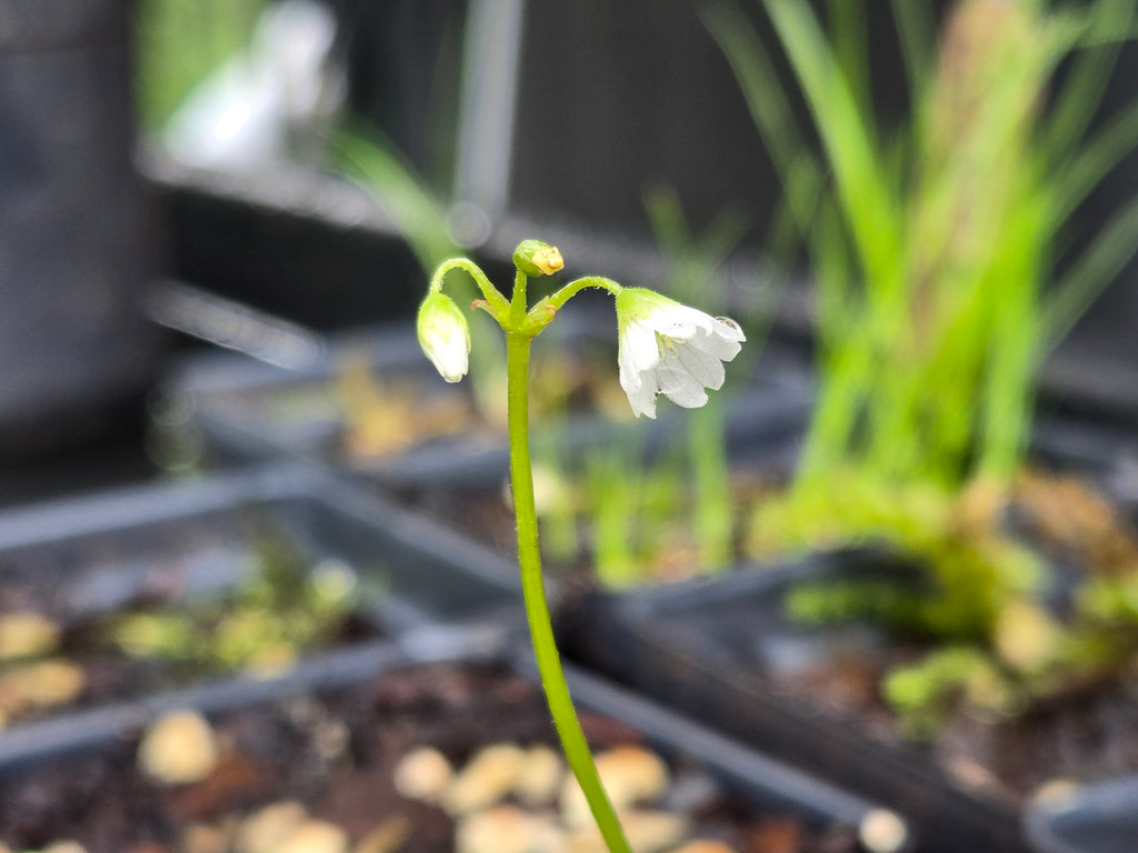 Oxalis trilliifolia