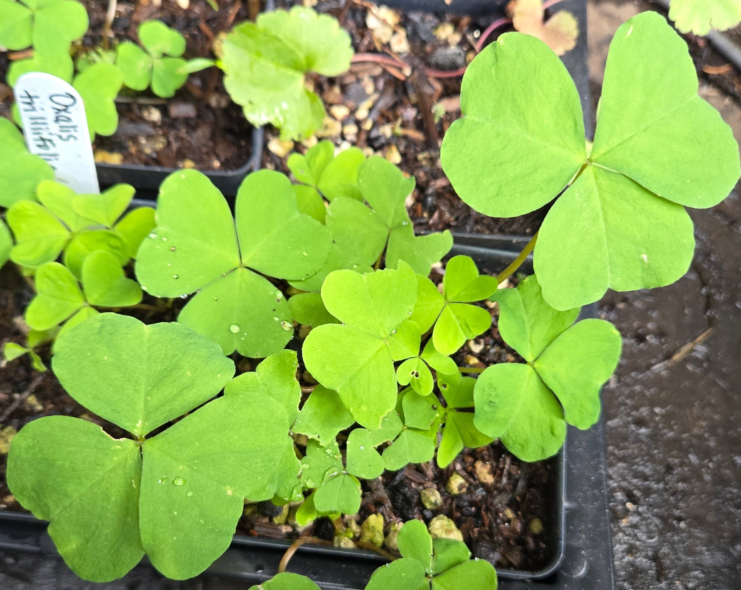 Oxalis trilliifolia
