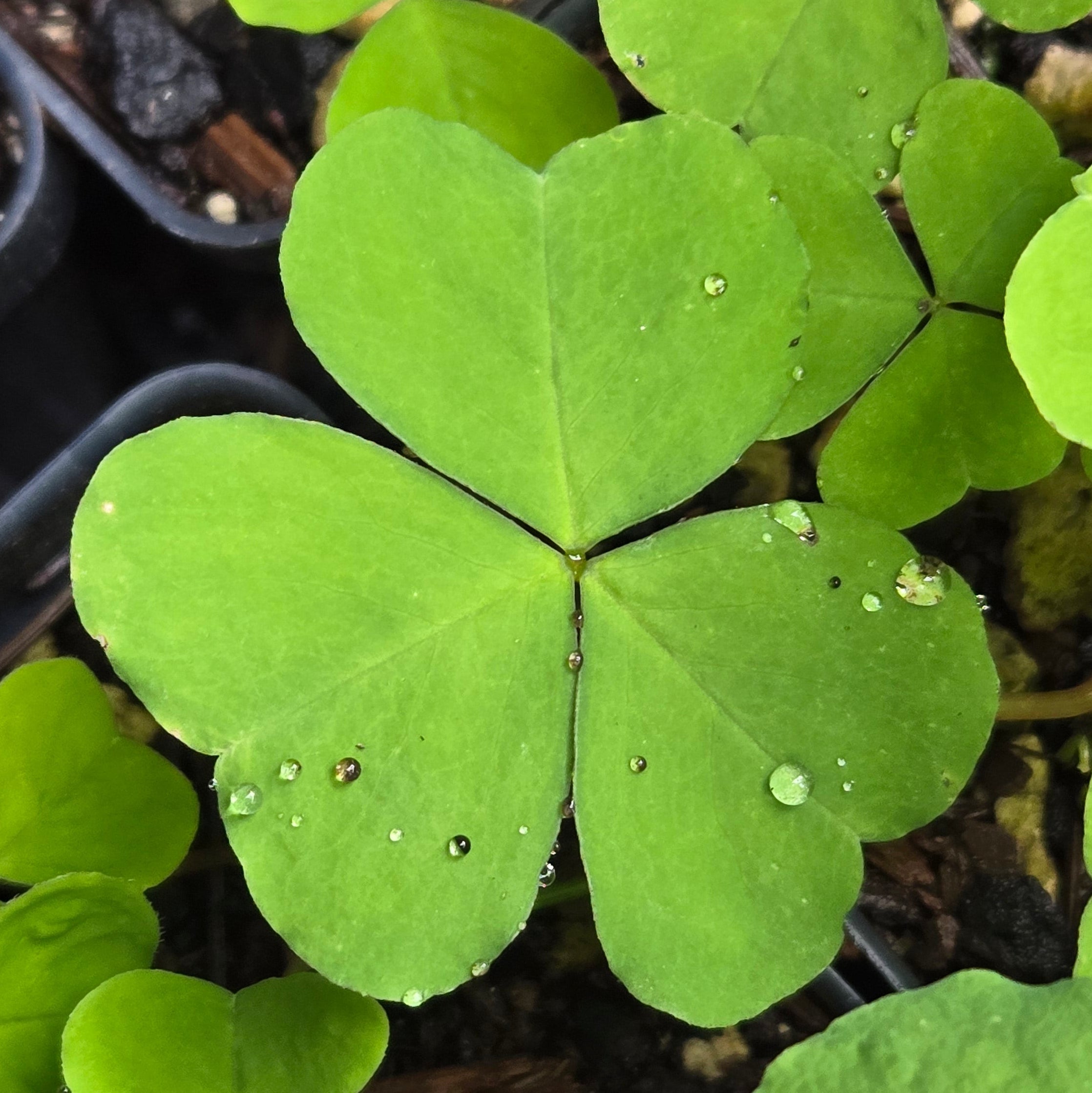 Oxalis trilliifolia