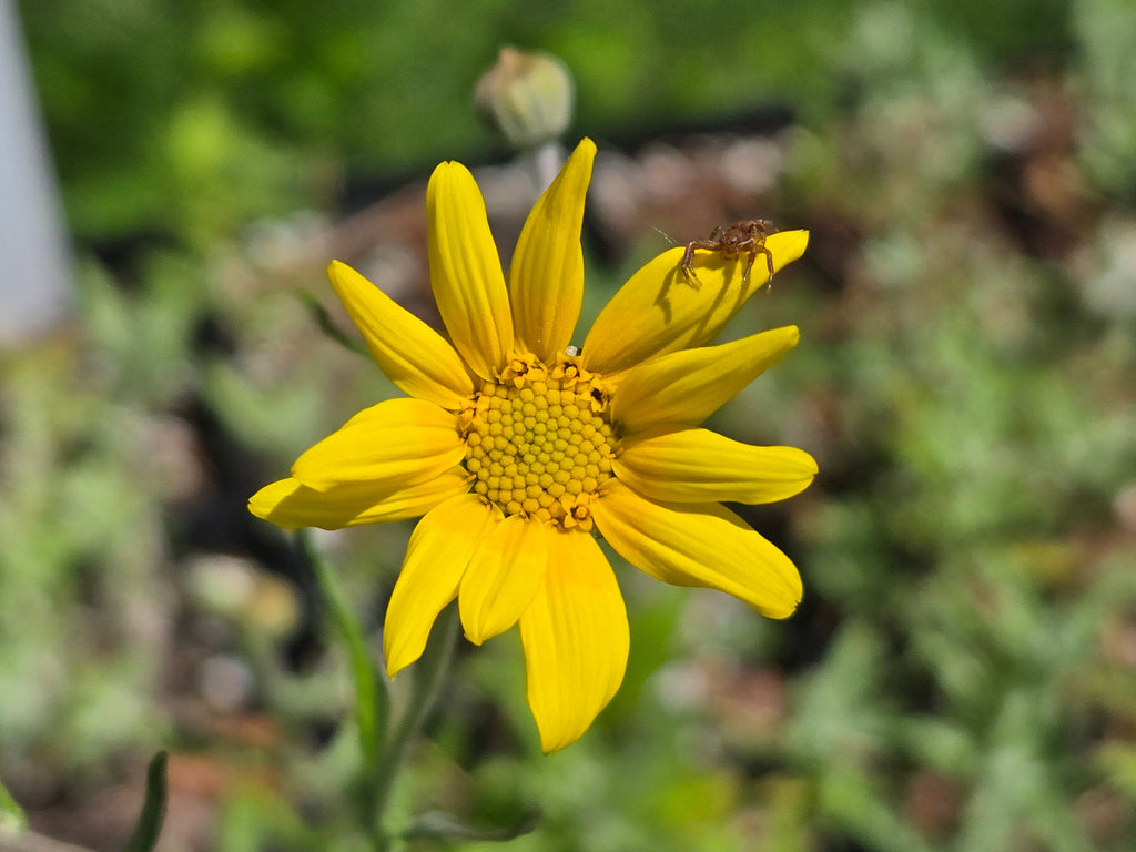 Eriophyllum lanatum