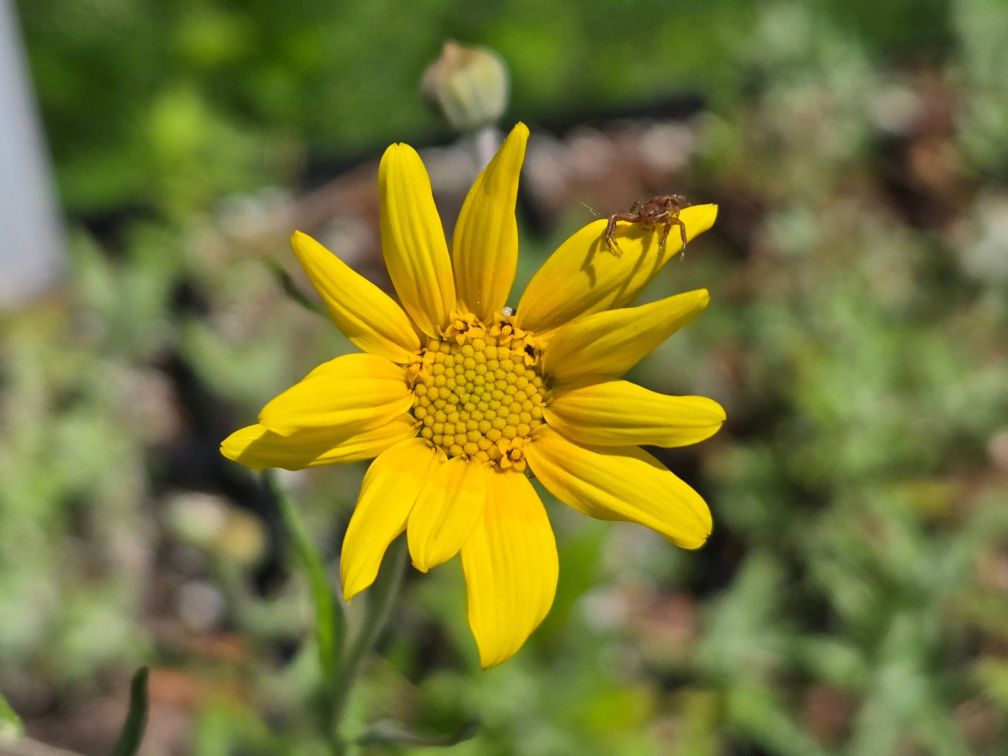 Eriophyllum lanatum