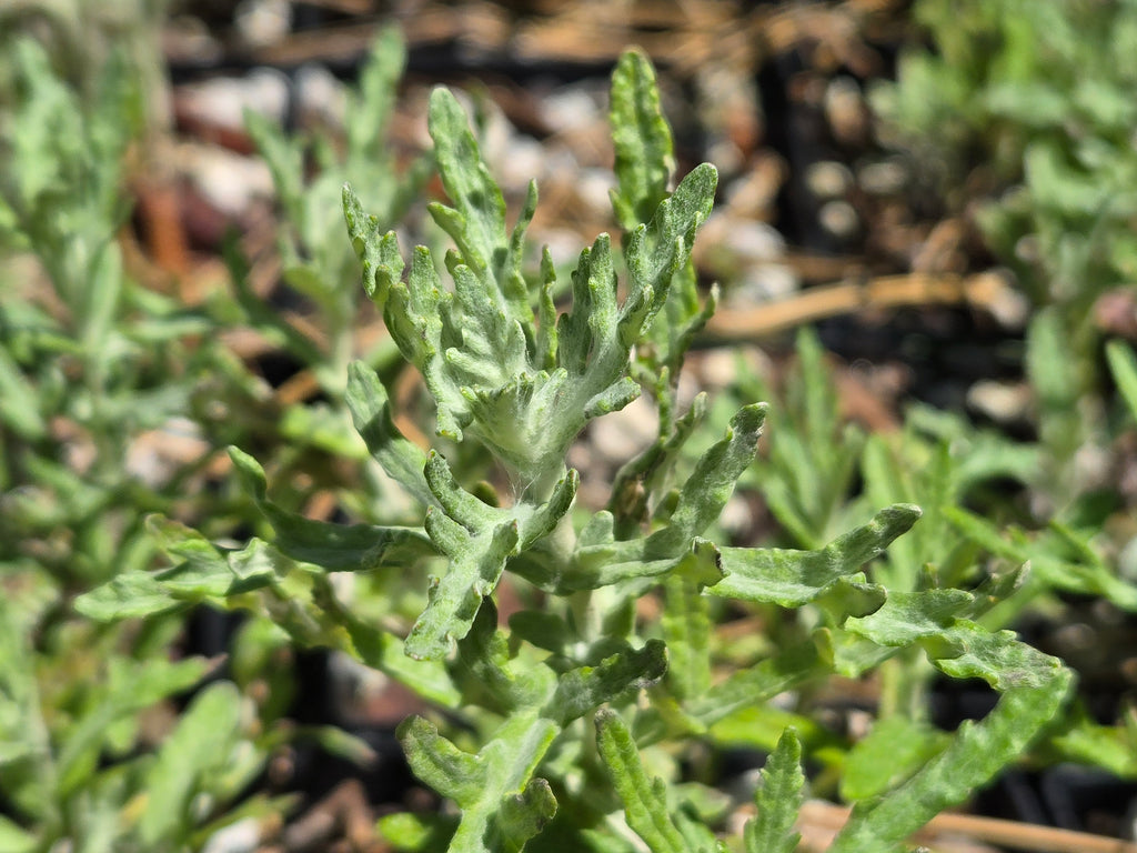 Eriophyllum lanatum