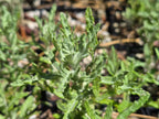 Eriophyllum lanatum
