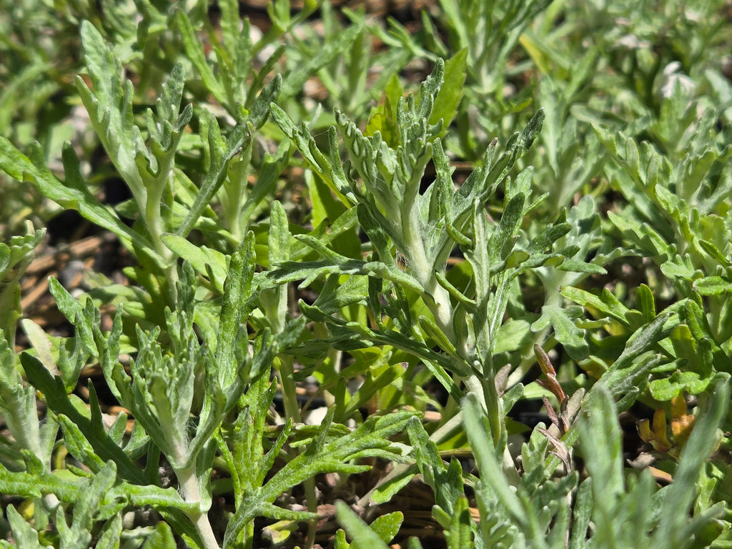 Eriophyllum lanatum