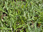 Eriophyllum lanatum