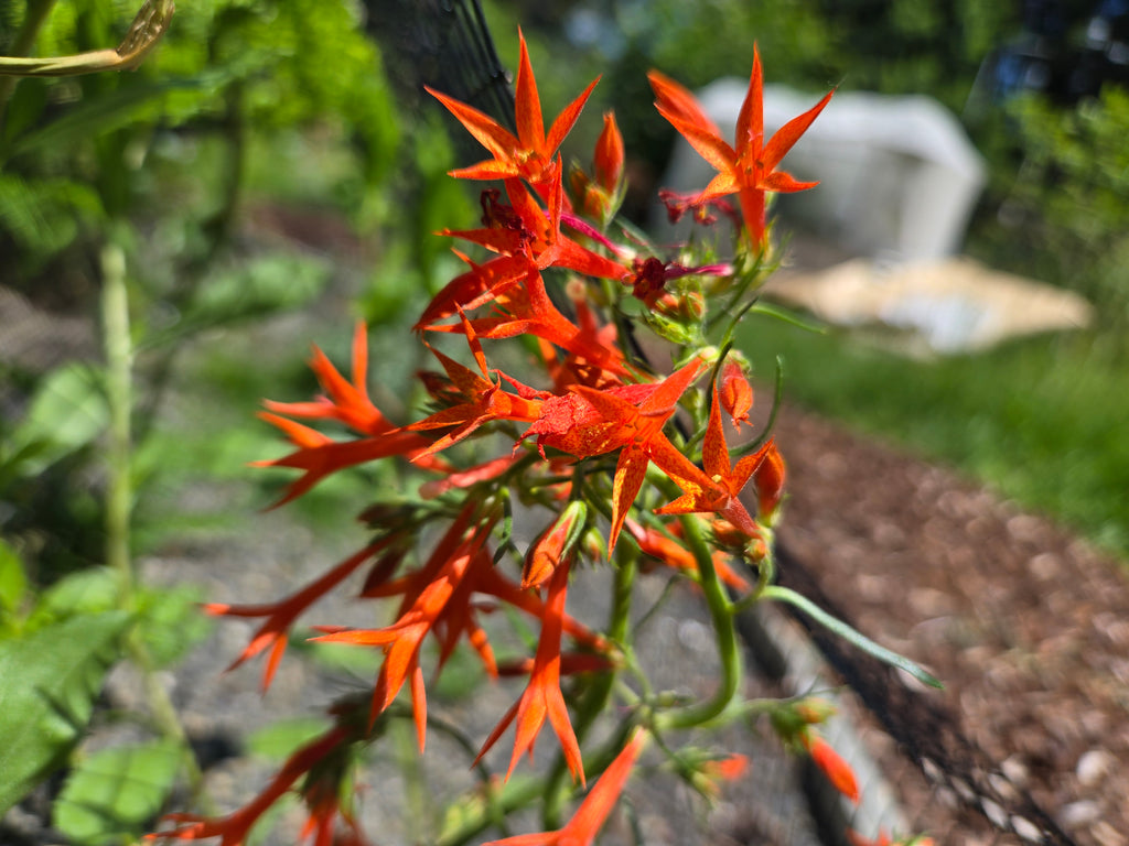 Ipomopsis aggregata