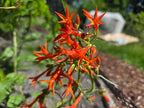 Ipomopsis aggregata