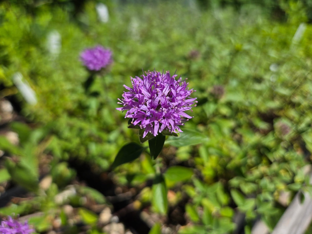 Monardella odoratissima