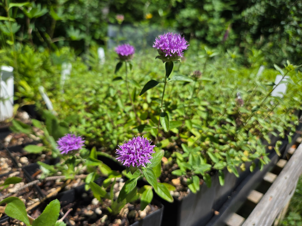 Monardella odoratissima