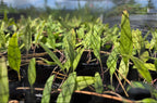 Balsamorhiza deltoidea