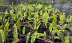Balsamorhiza deltoidea
