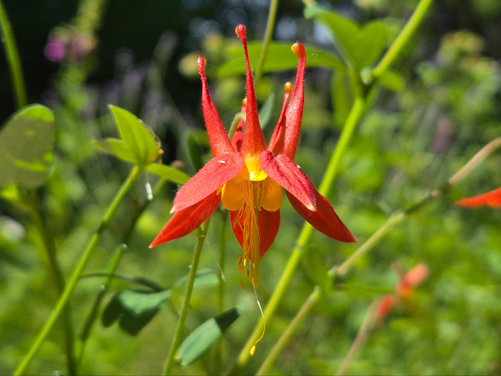 Aquilegia formosa