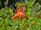 Aquilegia formosa