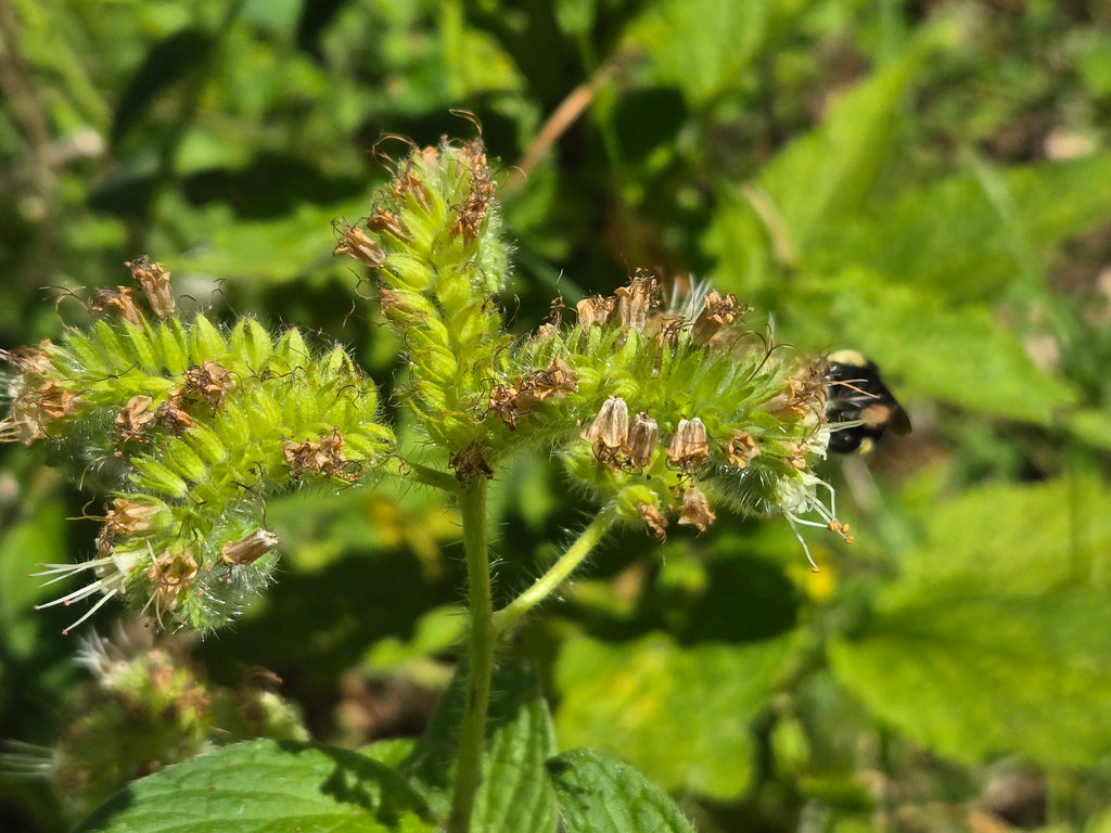 Phacelia nemoralis
