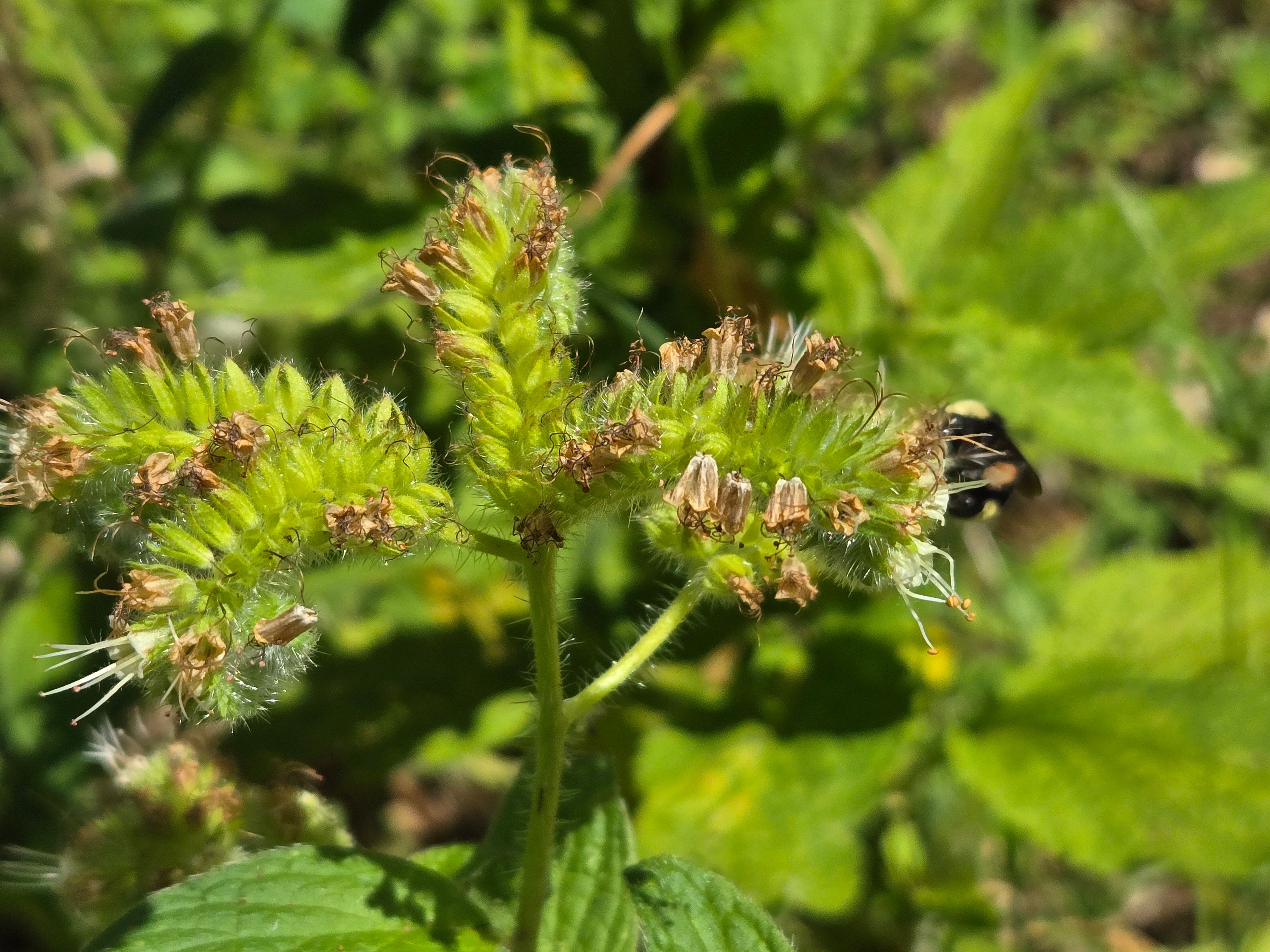 Phacelia nemoralis
