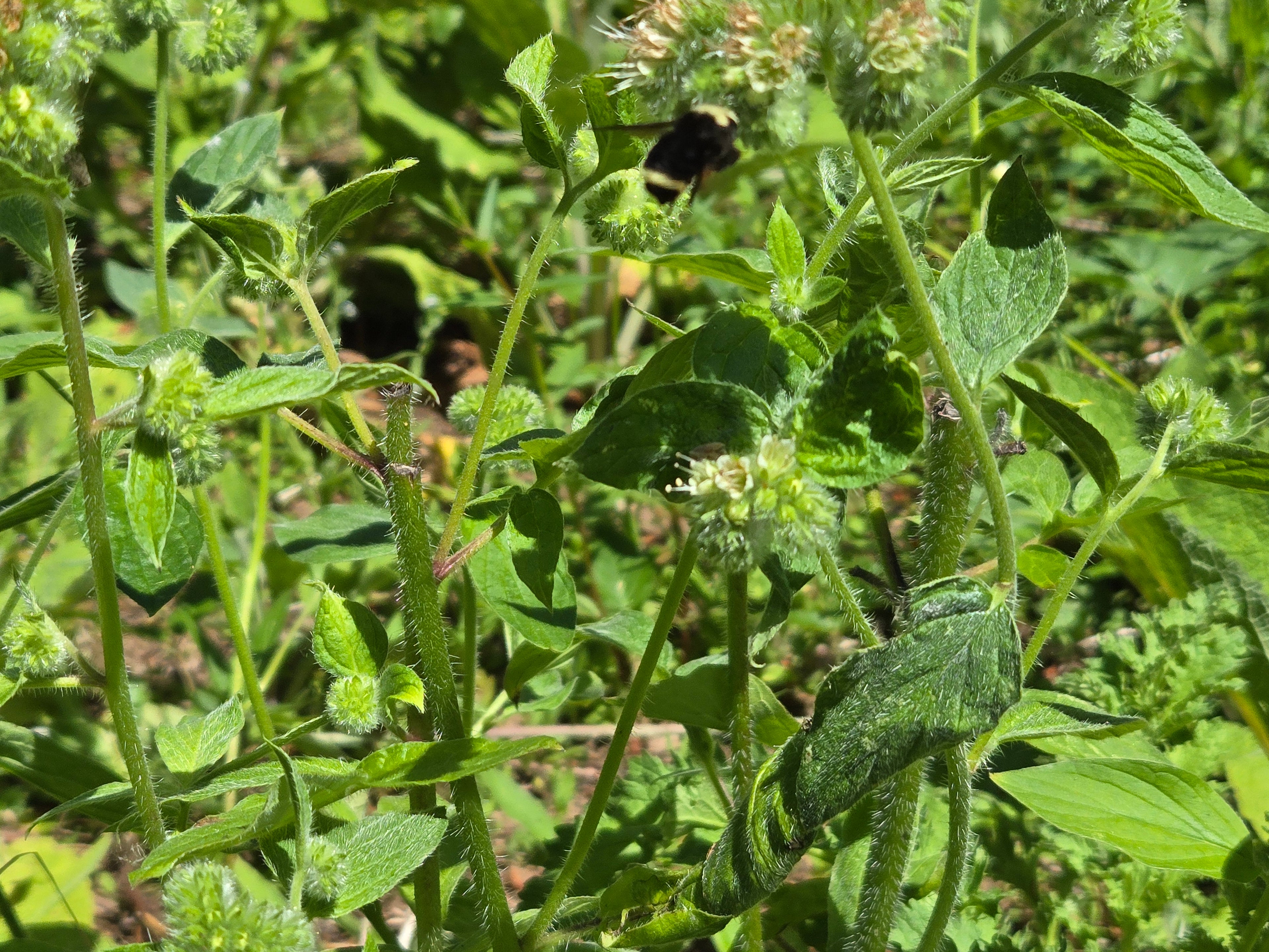Phacelia nemoralis