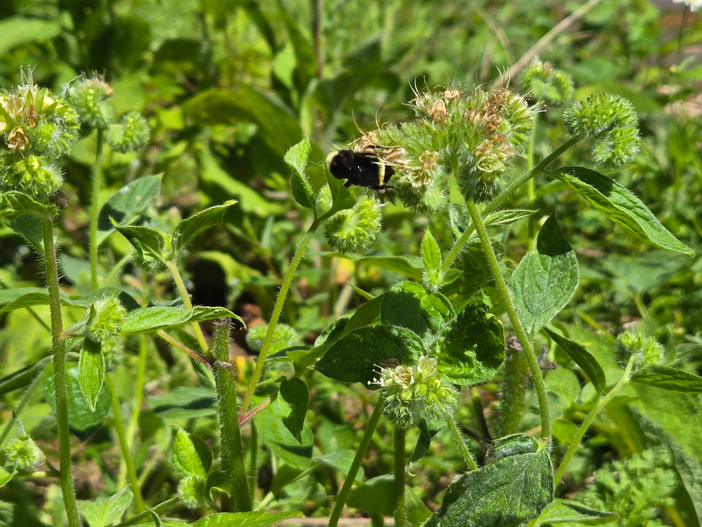 Phacelia nemoralis