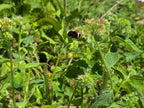 Phacelia nemoralis