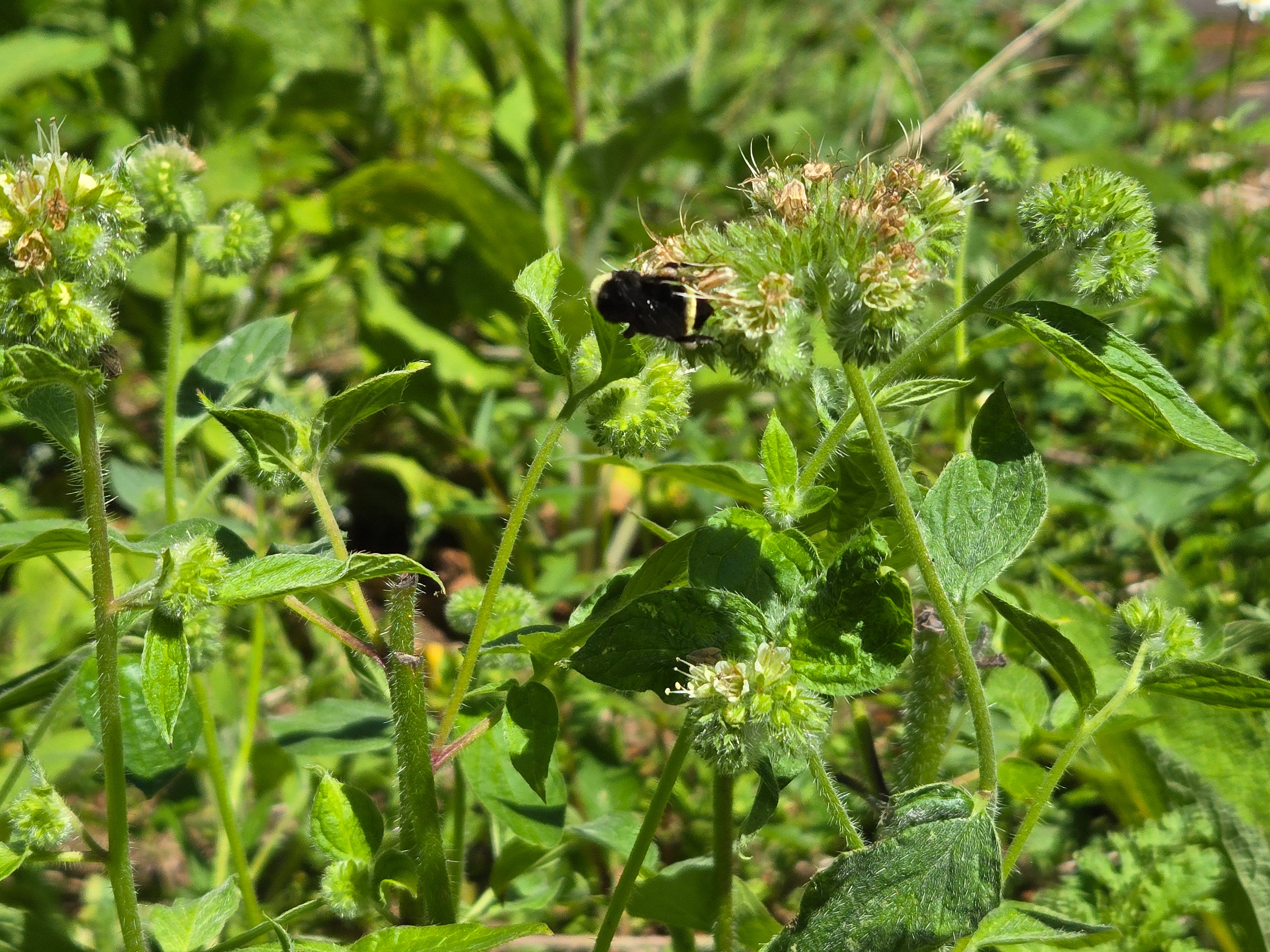 Phacelia nemoralis