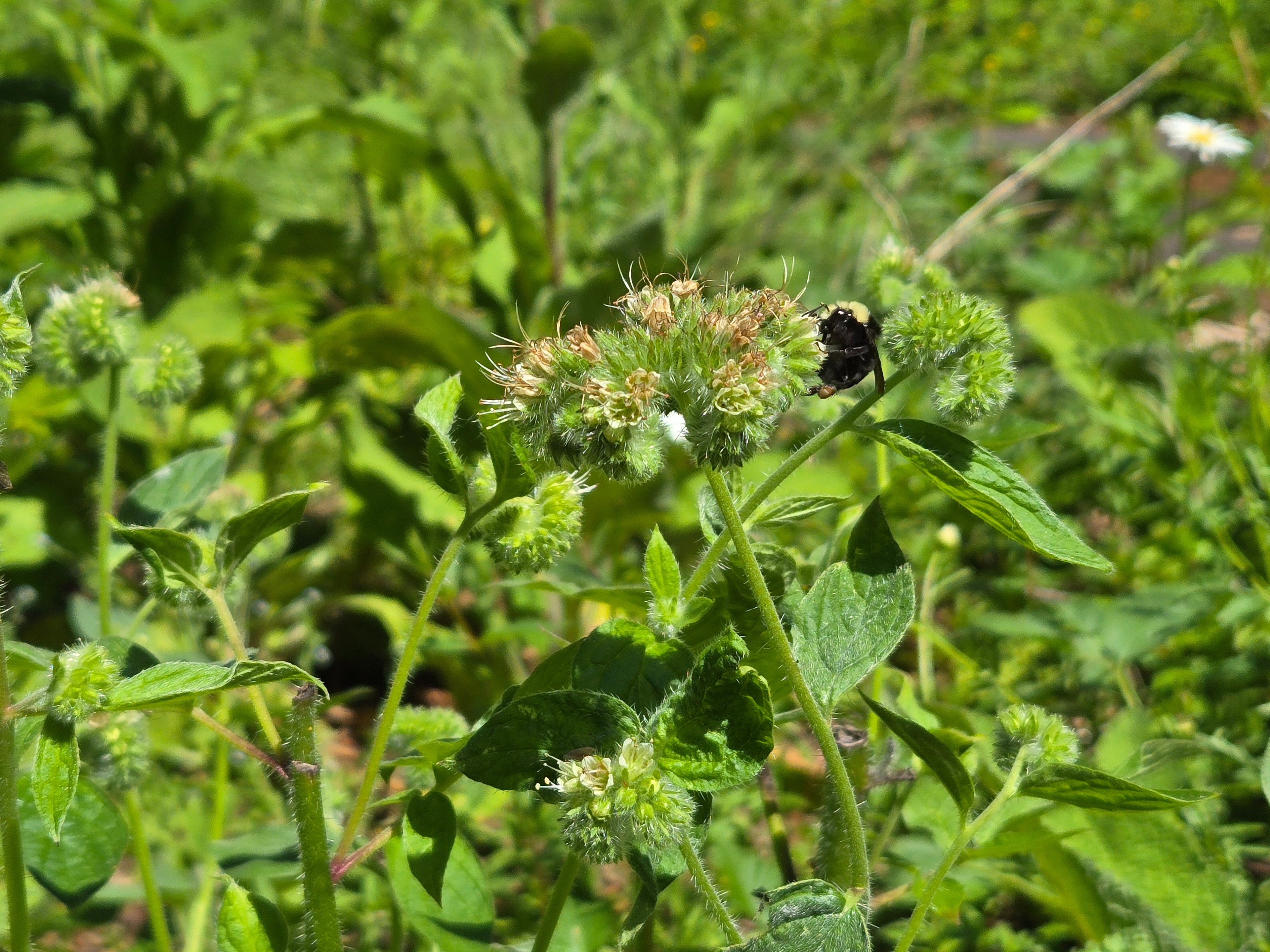 Phacelia nemoralis