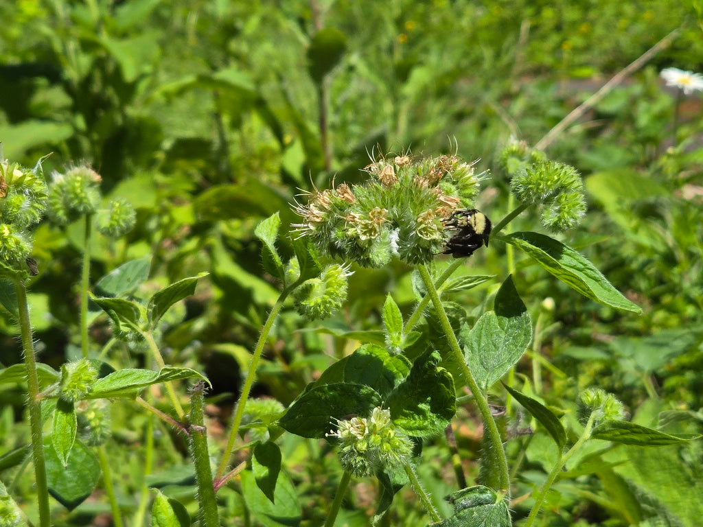 Phacelia nemoralis