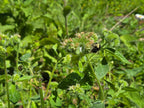 Phacelia nemoralis