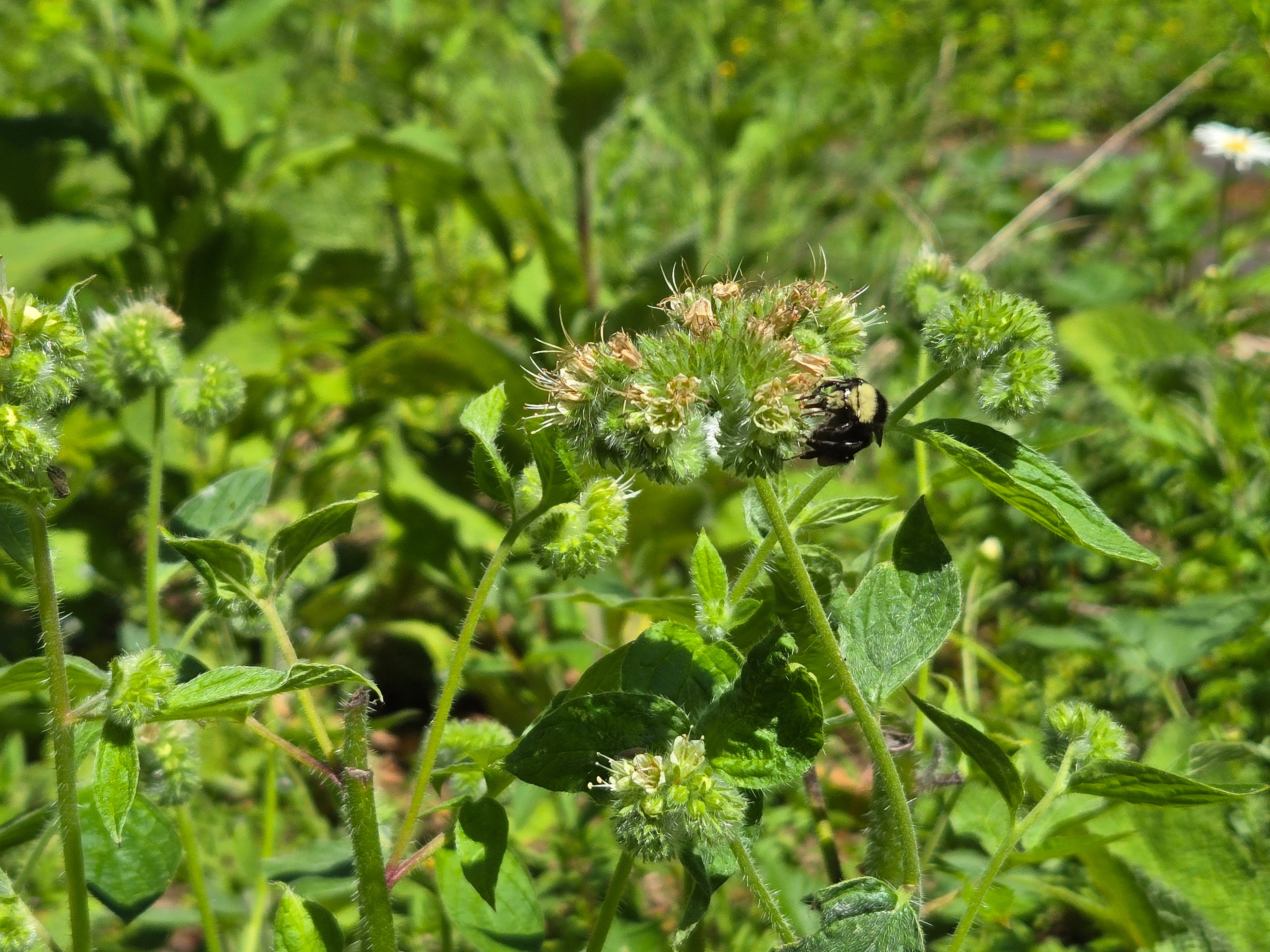 Phacelia nemoralis