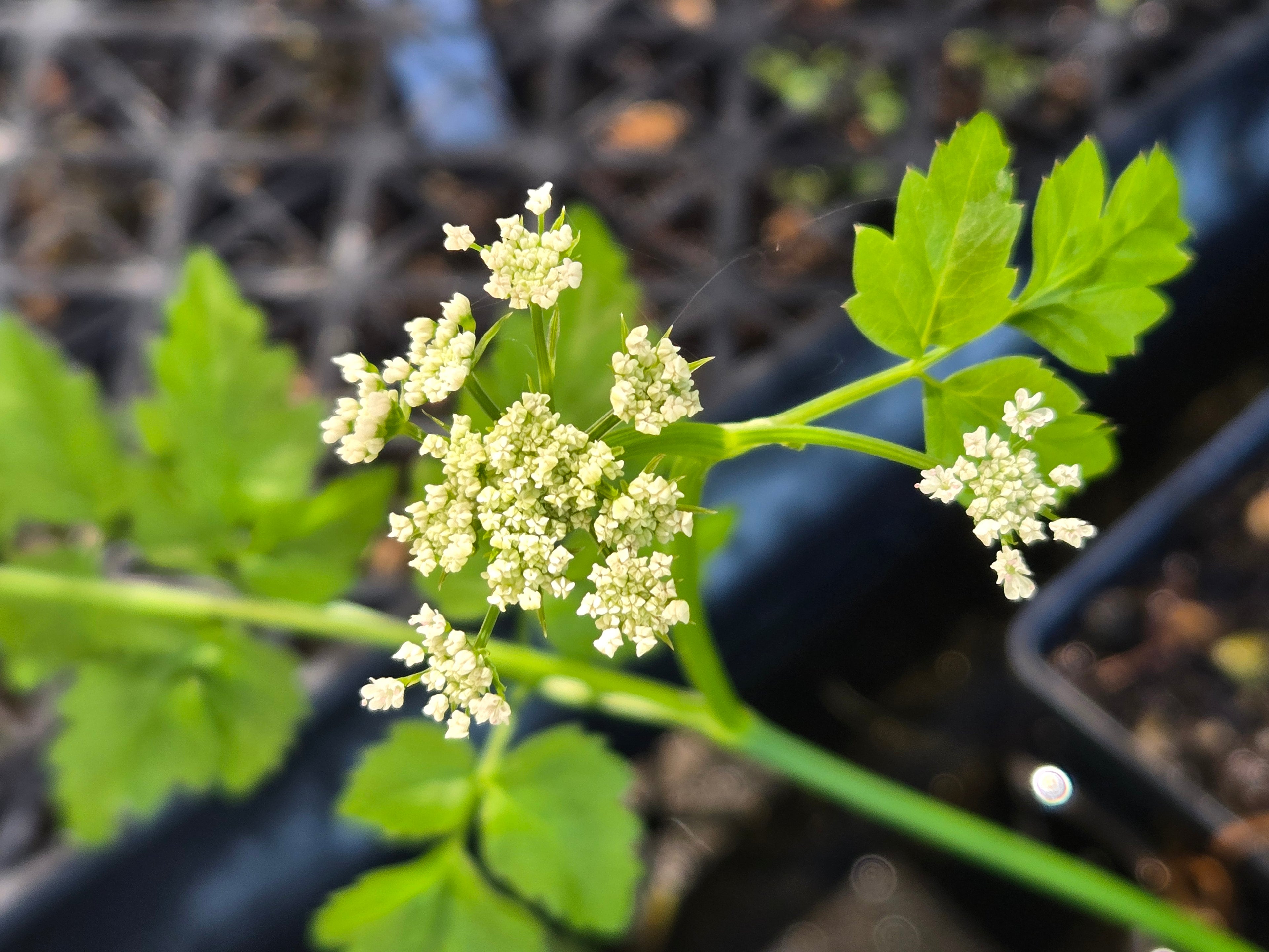 Oenanthe sarmentosa