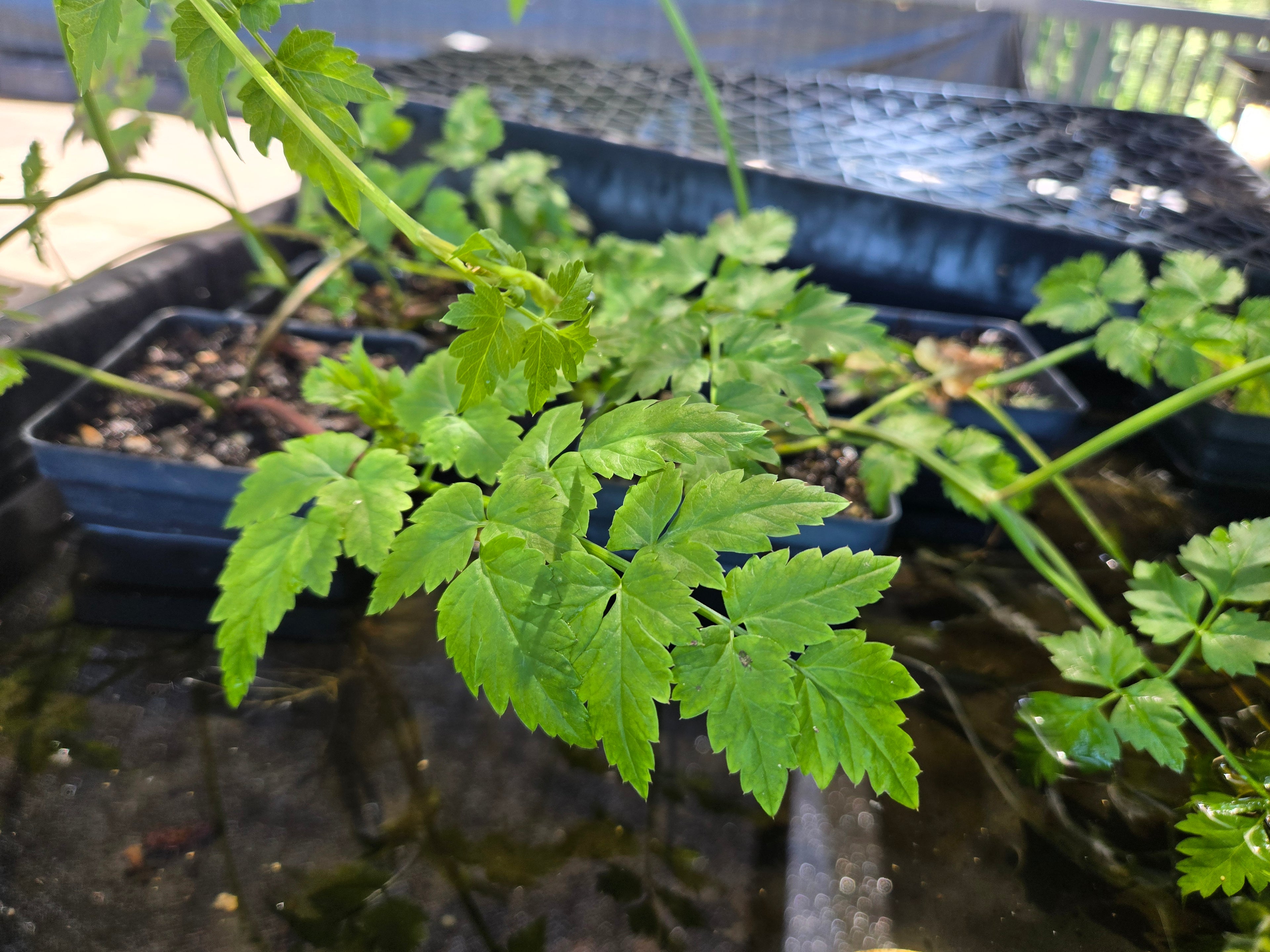 Oenanthe sarmentosa